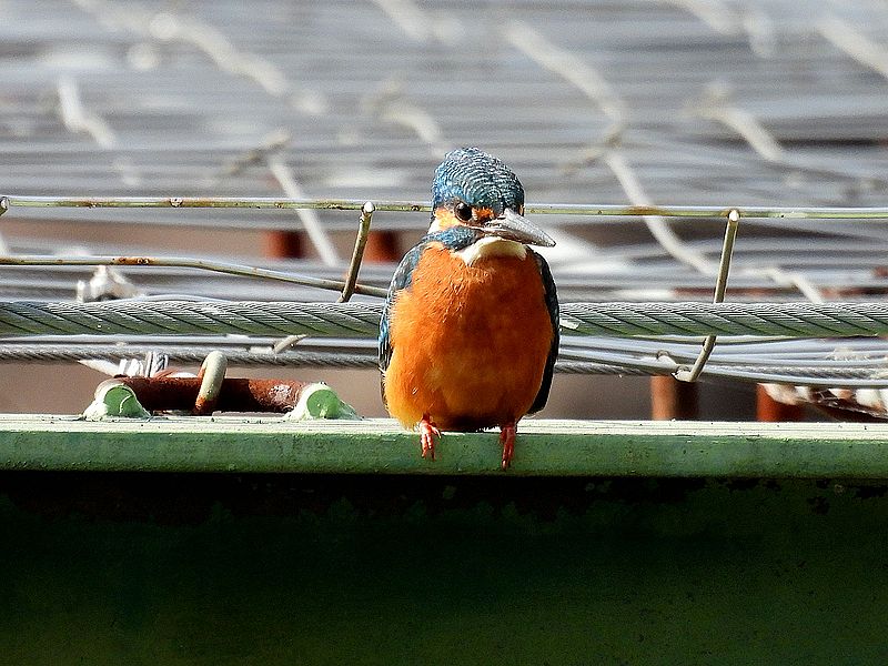 カワセミちゃん