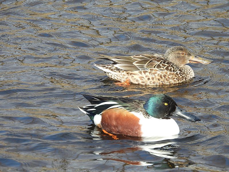 ハシビロさんご夫妻