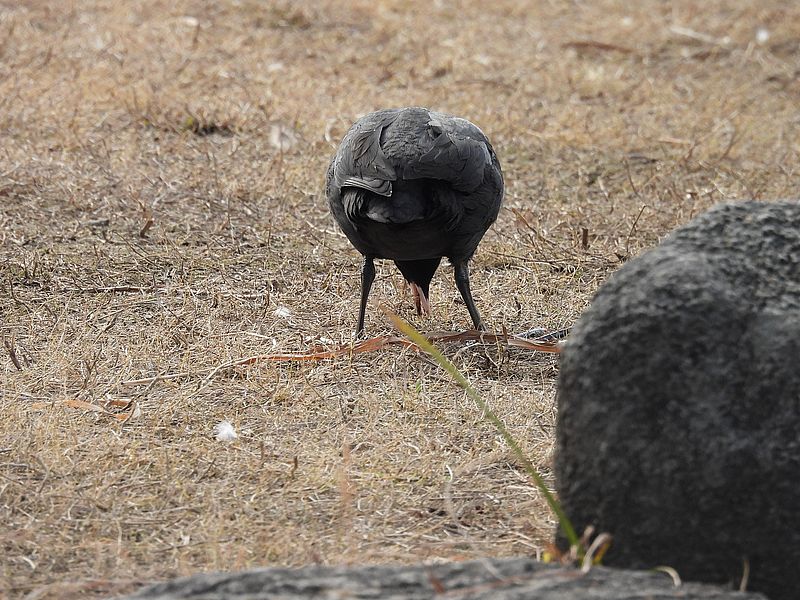 オオバンちゃん