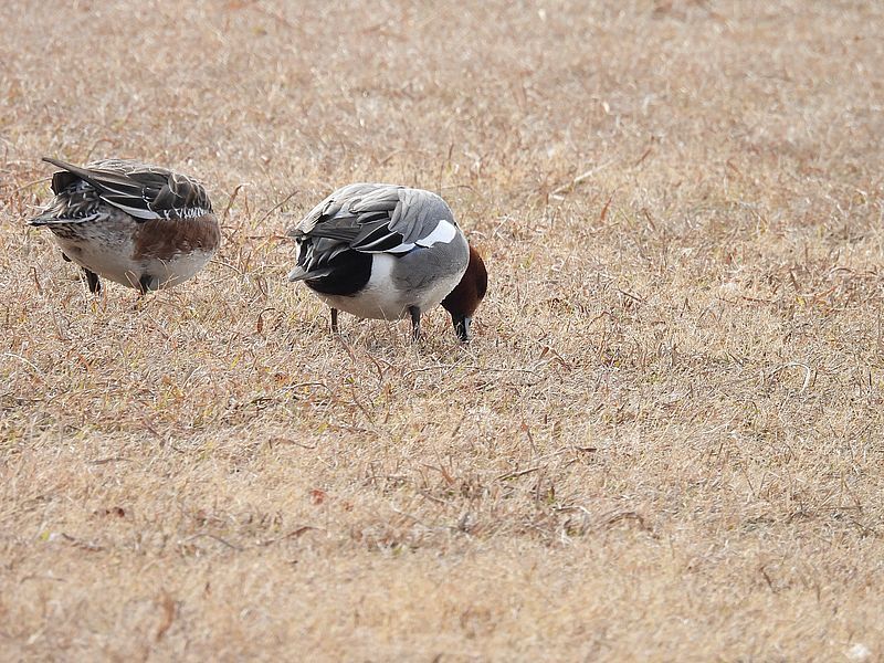 ぴゆちゃんご夫妻