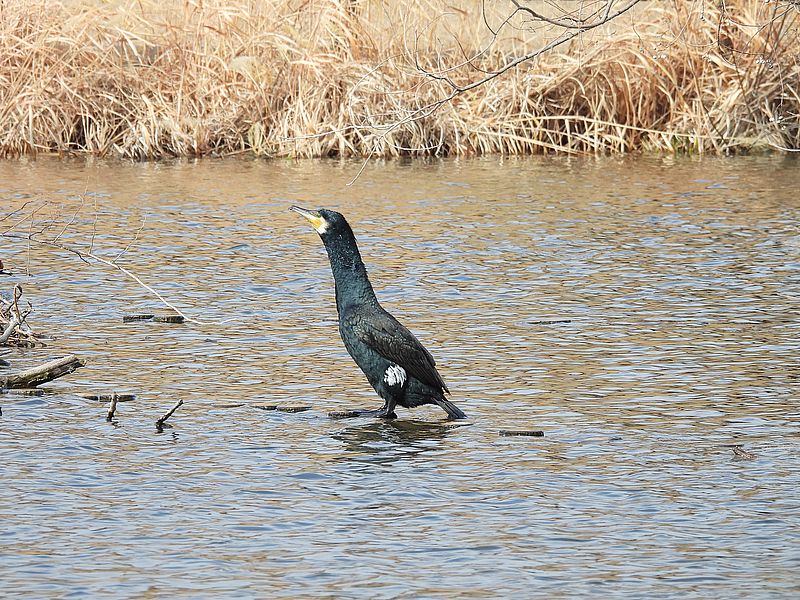 何か飲み込んだと思われるカワウちゃん