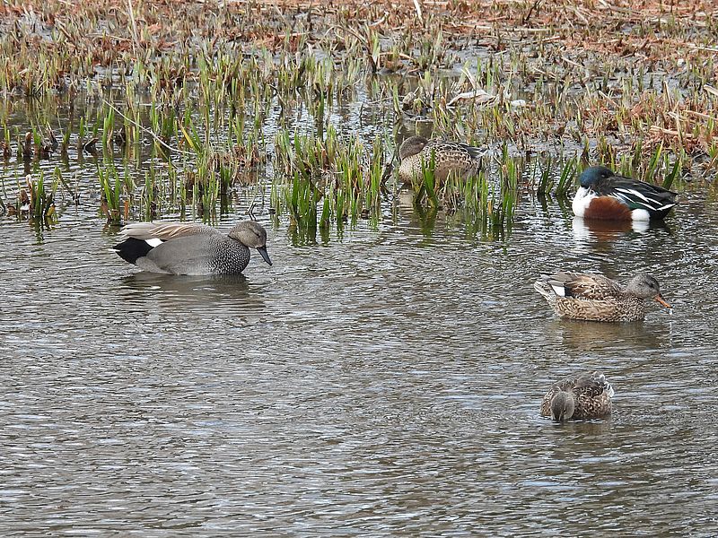 オカヨシさんご夫妻