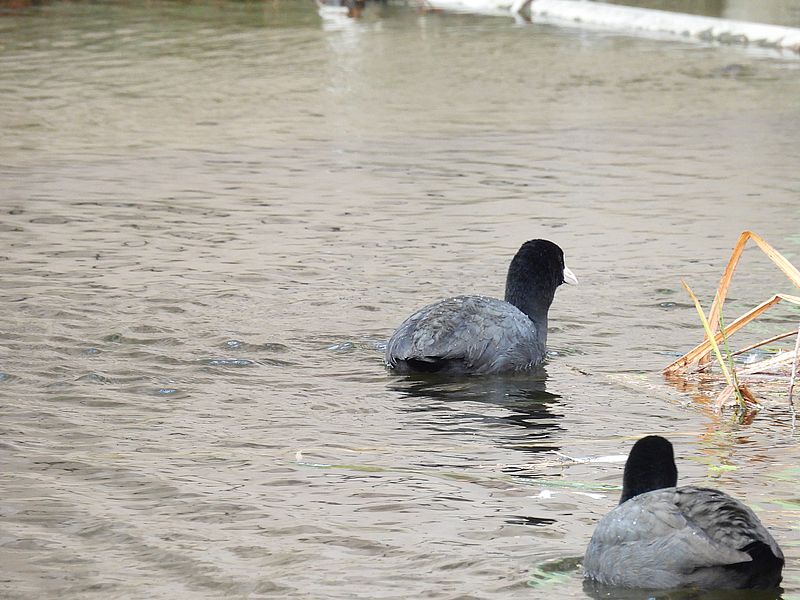 オオバンちゃんご夫妻