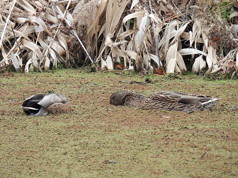 マガモ氏ご夫妻