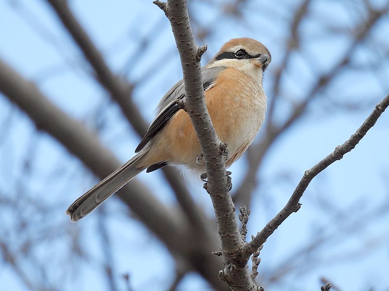 ラブリーソルジャーモズちゃん
