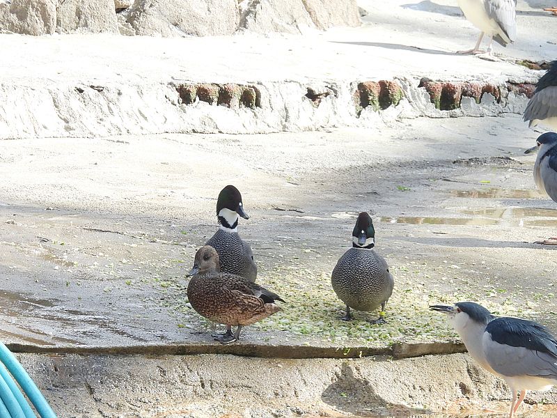 ヨシガモちゃんとゴイちゃん