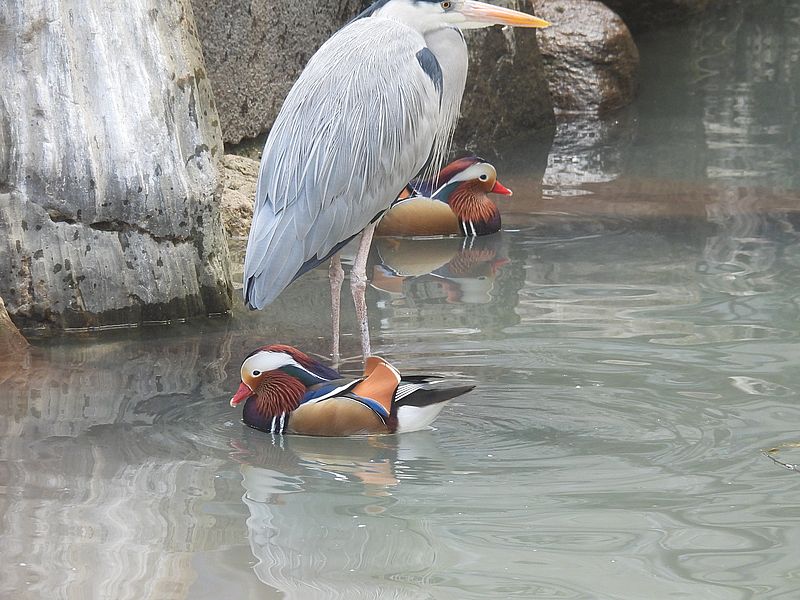アオサギ先生とオシドリちゃん