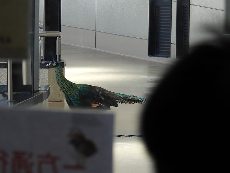 マクジャクさん