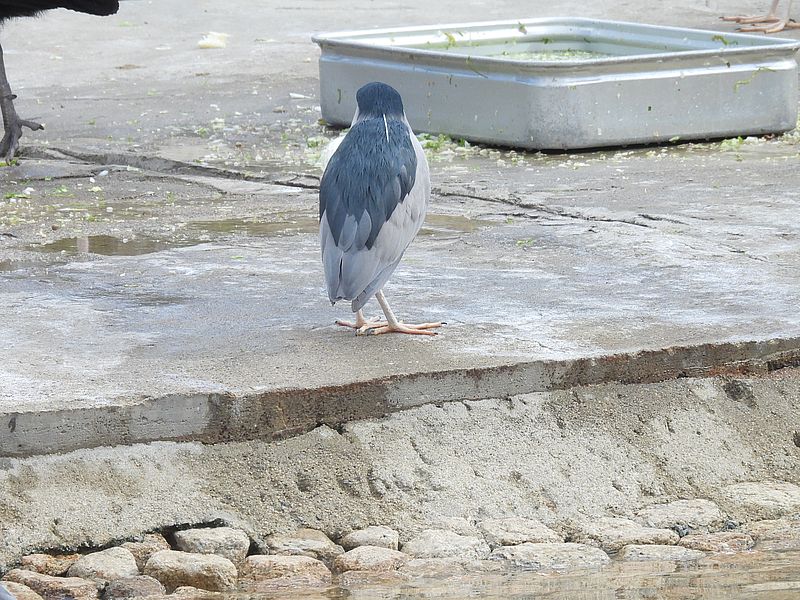 バックシャンなゴイちゃん