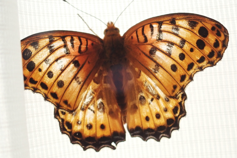 ツマグロちゃん