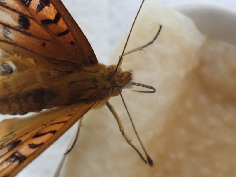 ツマグロちゃん