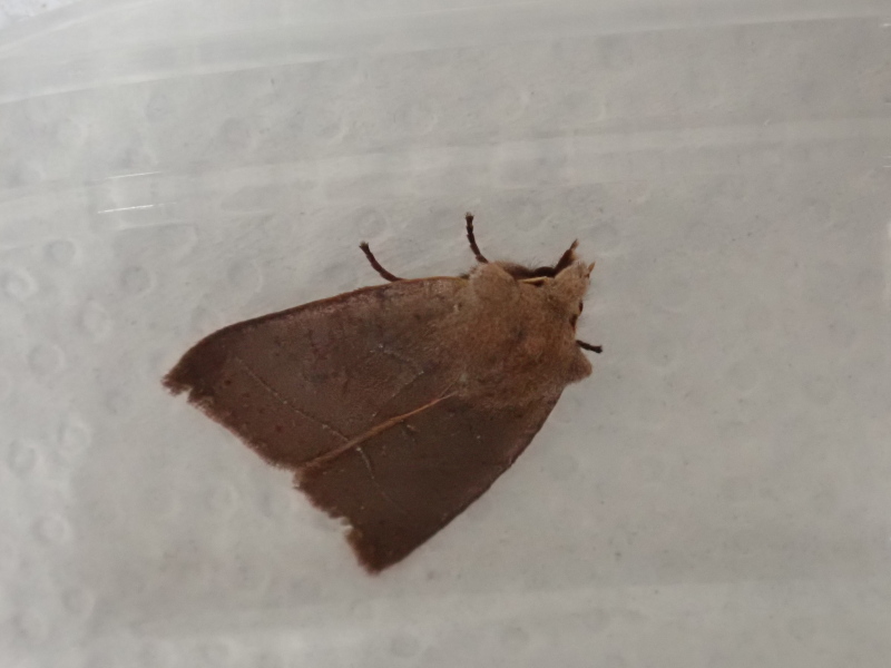 ナワキリガさん