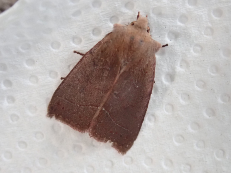 ナワキリガさん