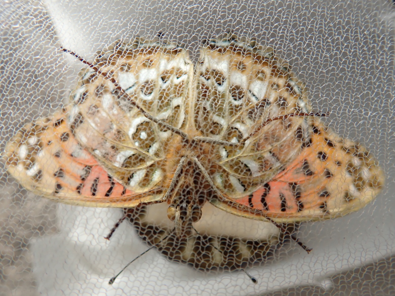 ツマグロちゃん