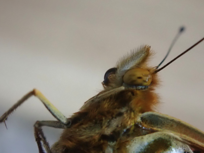 ツマグロちゃん