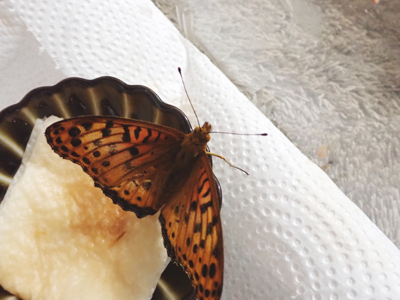 ツマグロちゃん