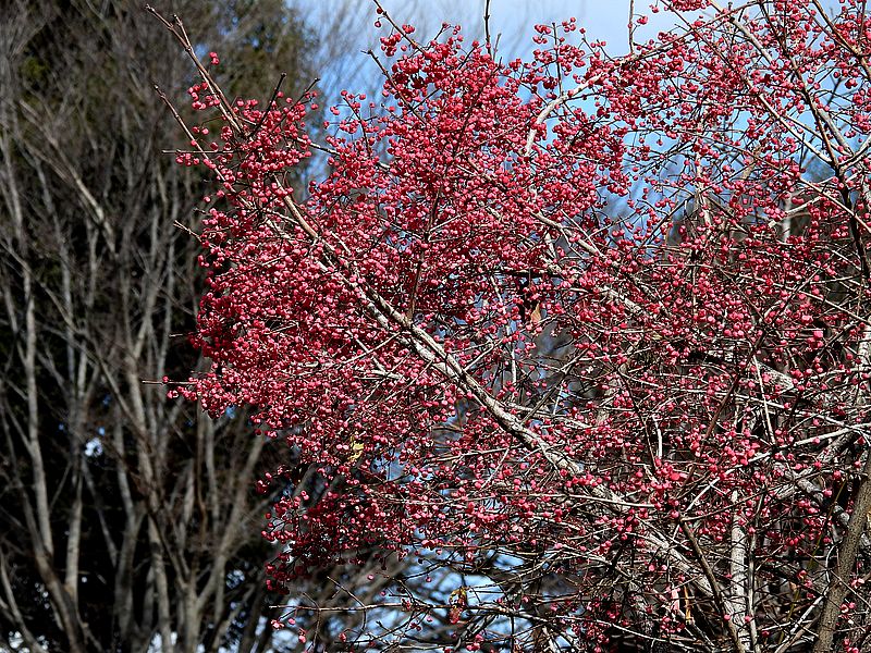 ちょっとスカスカになったマユミ