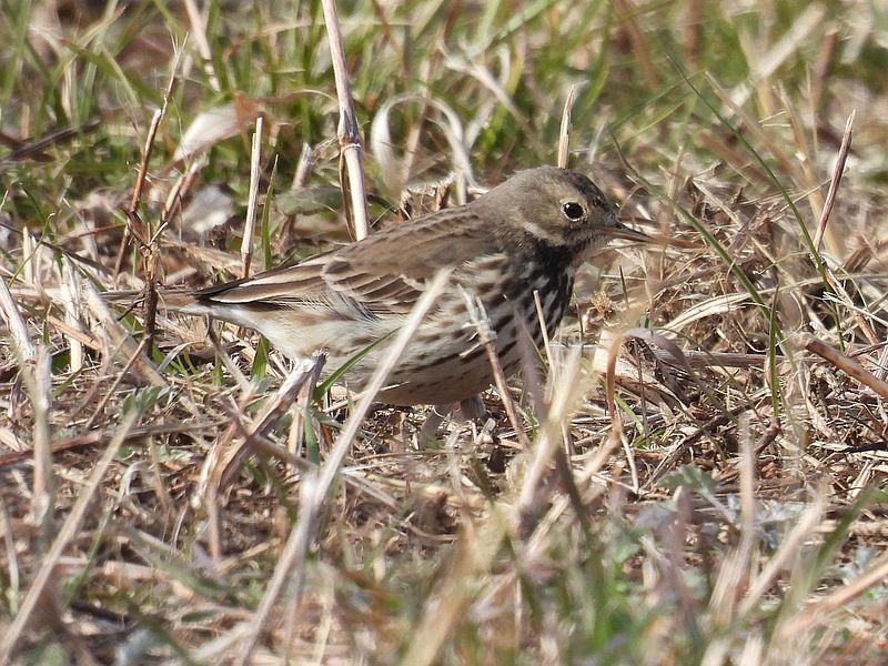 タヒバリちゃん