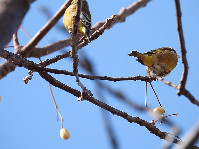 カワラヒワさんのおケツ