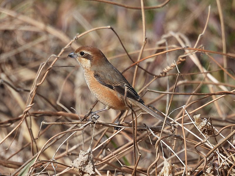 ラブリーソルジャーモズちゃん