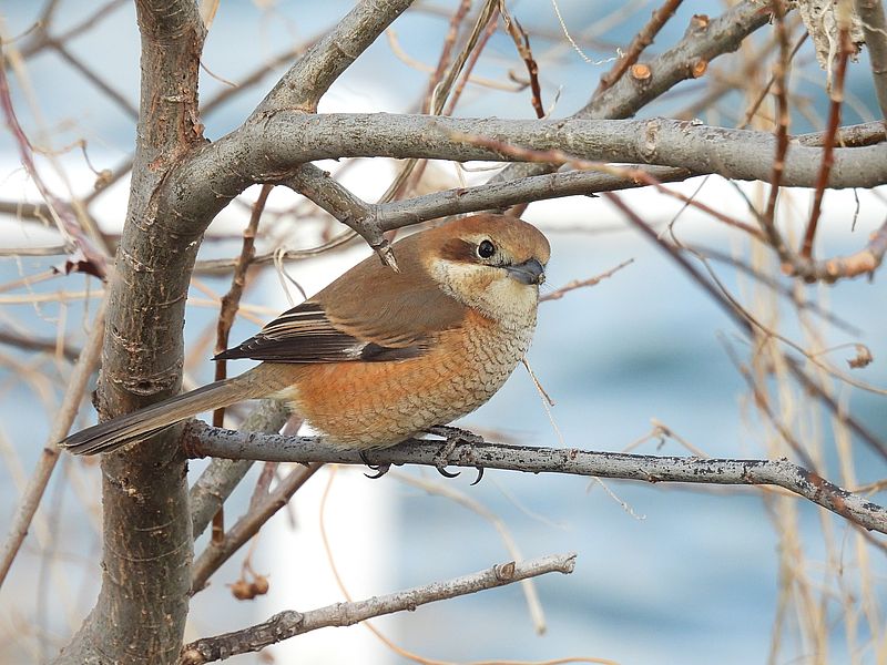 ラブリーソルジャーモズちゃん