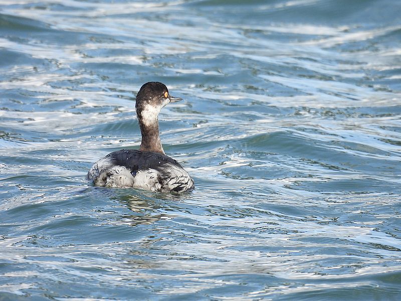 ハジロカイツブリちゃん