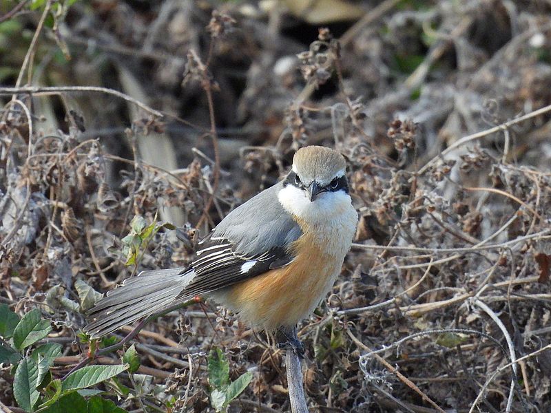 ラブリーソルジャーモズちゃん