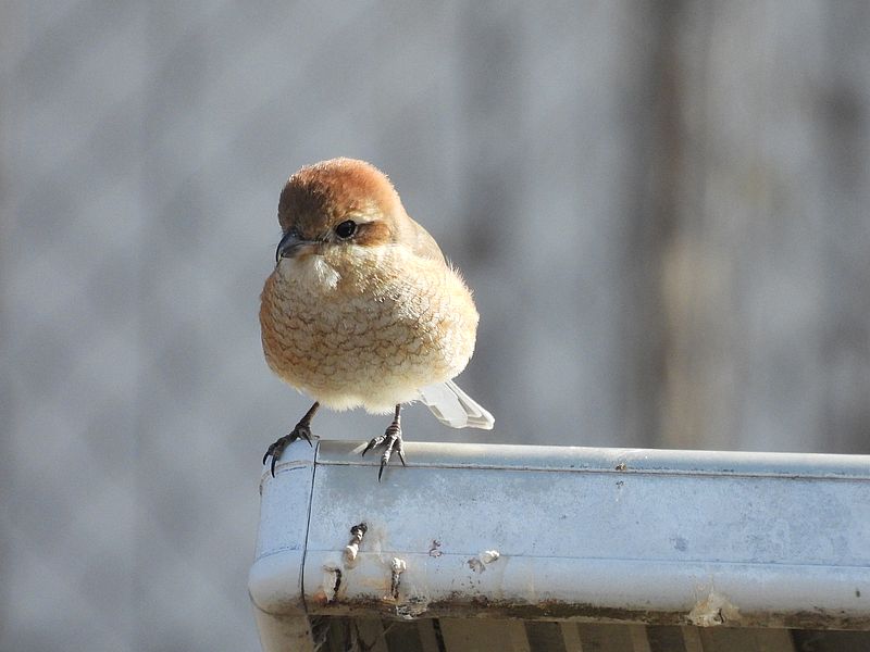 ラブリーエンジェルモズちゃん