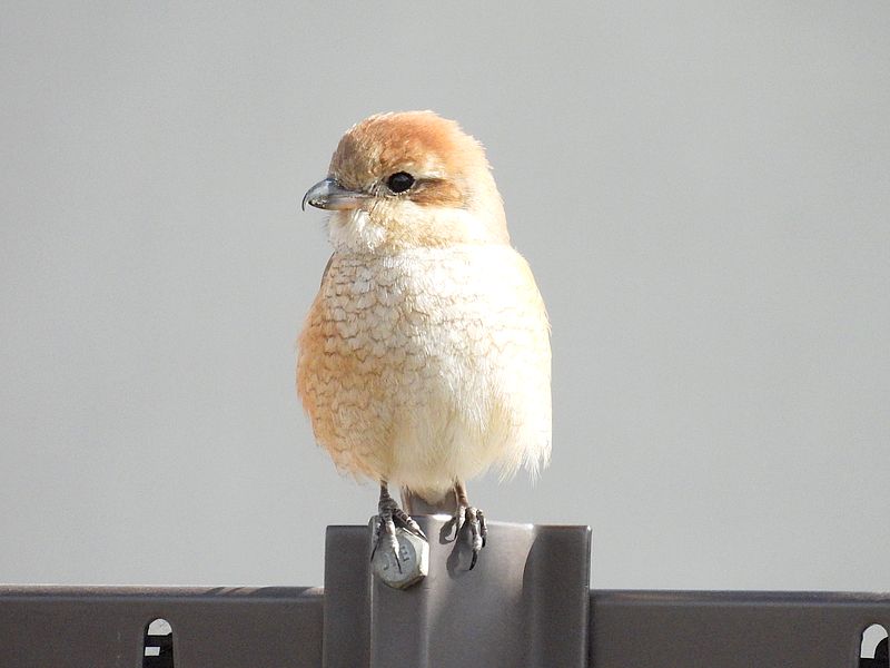 ラブリーエンジェルモズちゃん