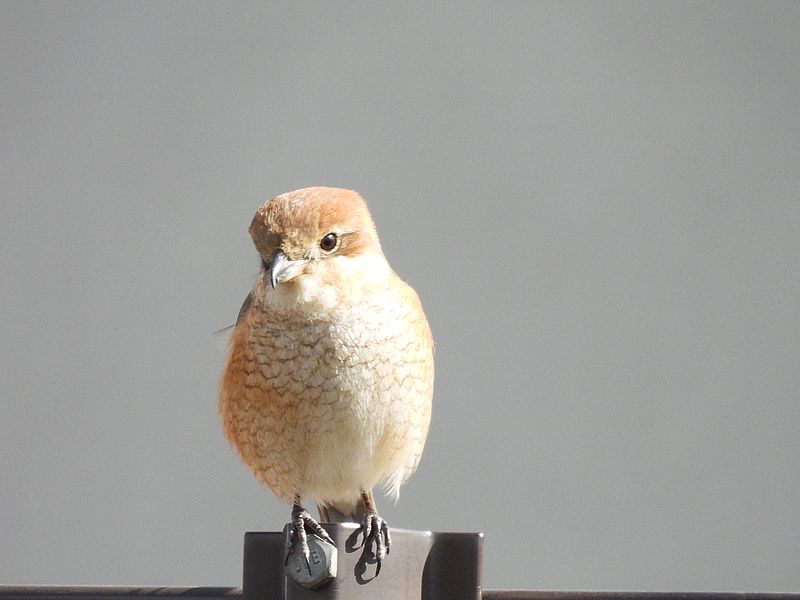 ラブリーエンジェルモズちゃん