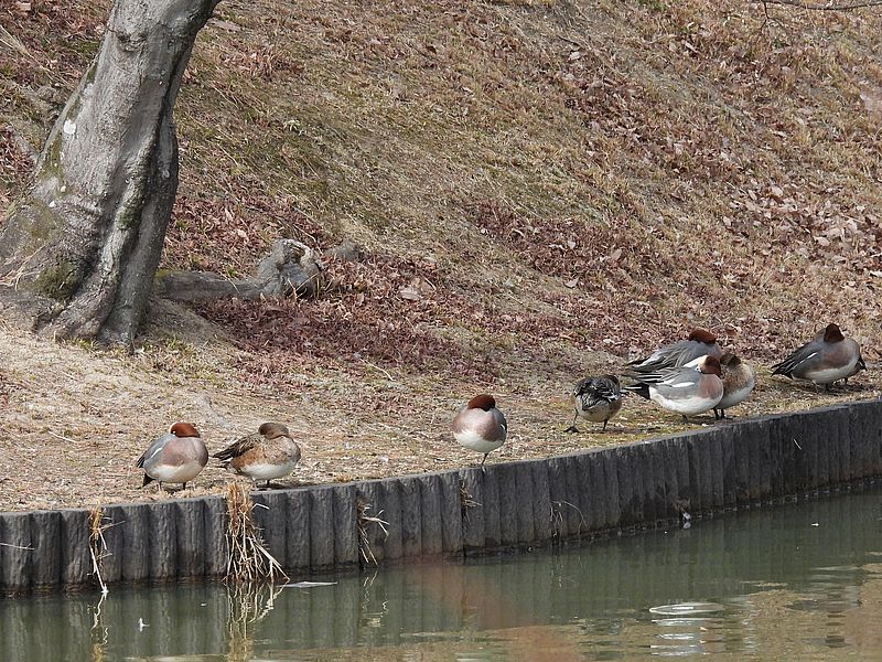 ぴゆちゃんたち