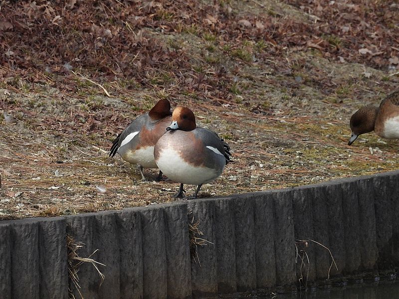 ぴゆちゃんたち