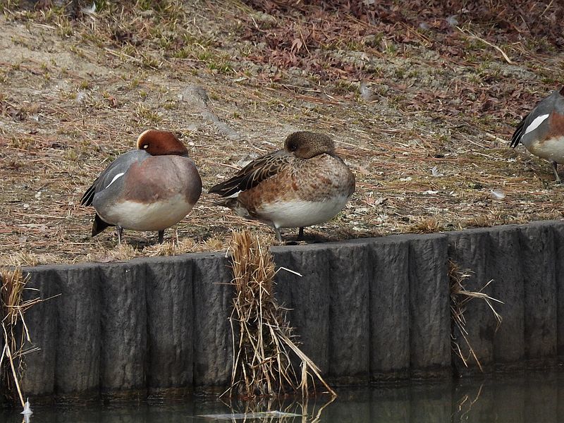 ぴゆちゃんたち
