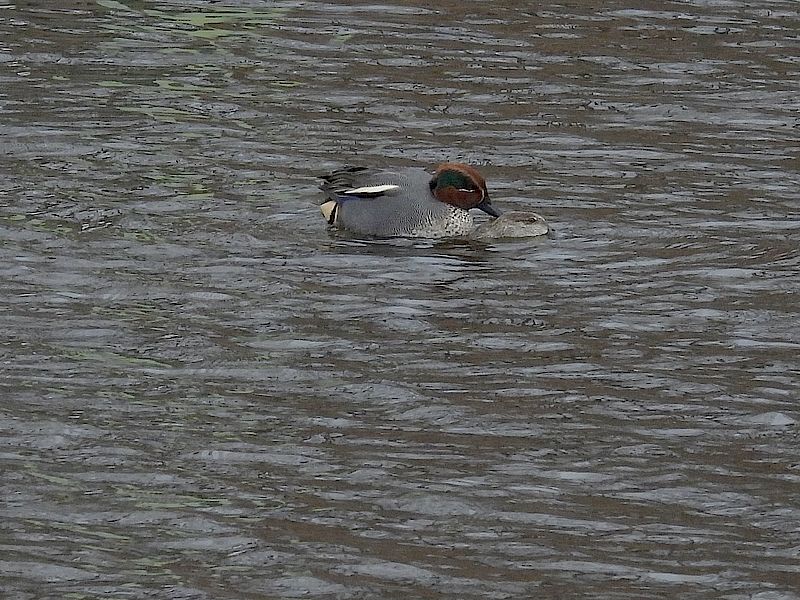 コガモちゃんご夫妻