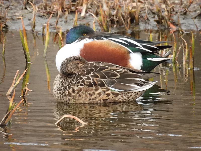 ハシビロさんご夫妻