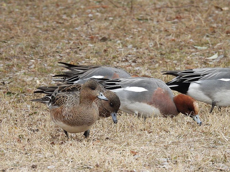 ぴゆちゃんたち