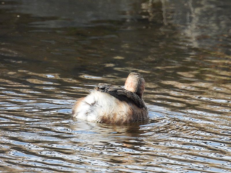 カイツブリちゃん