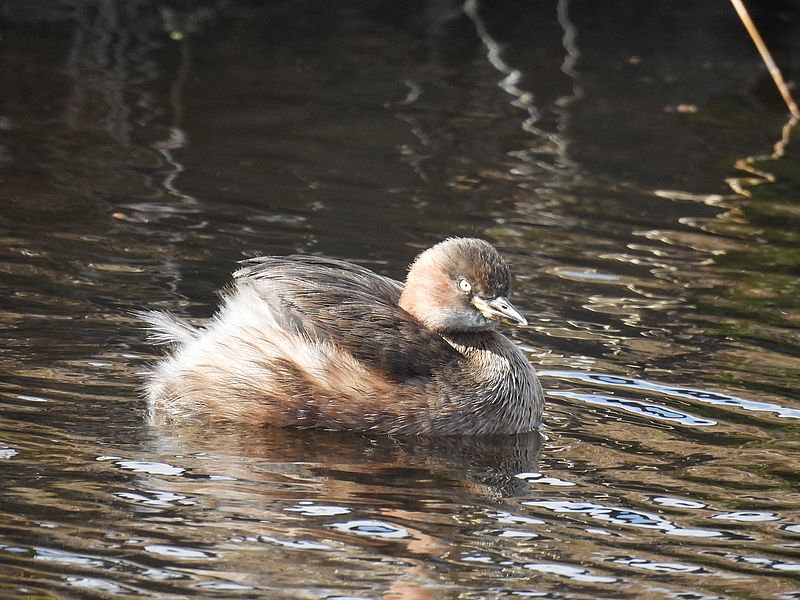 カイツブリちゃん