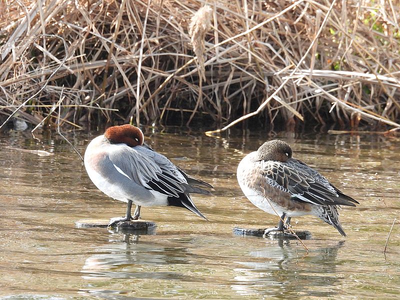 ぴゆちゃんご夫妻