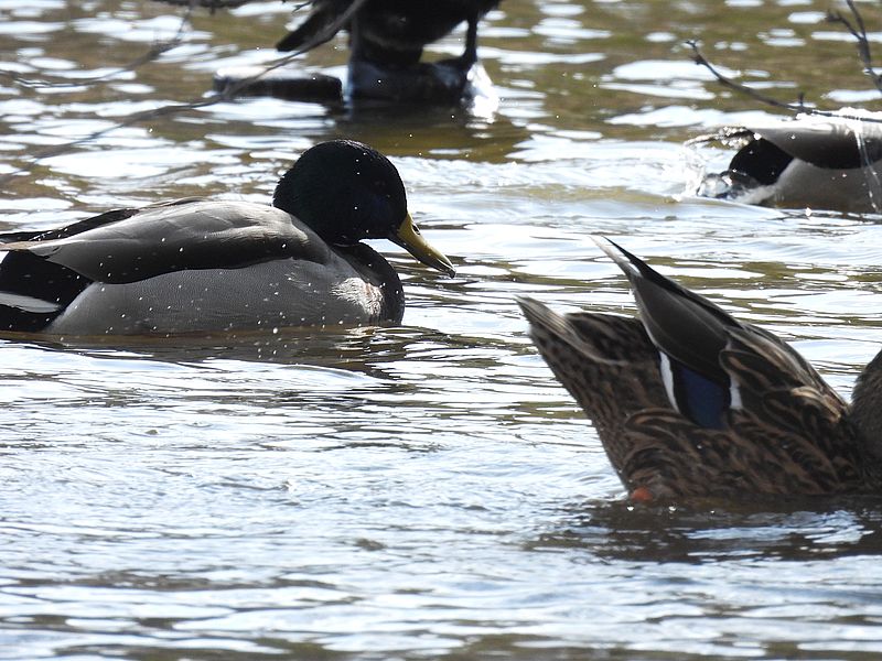 マガモ氏合コン中