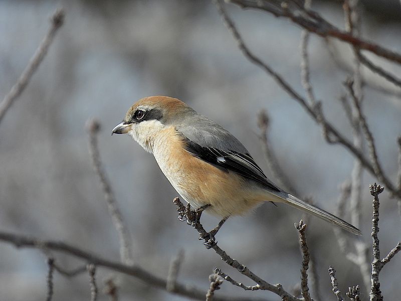 ラブリーソルジャーモズちゃん