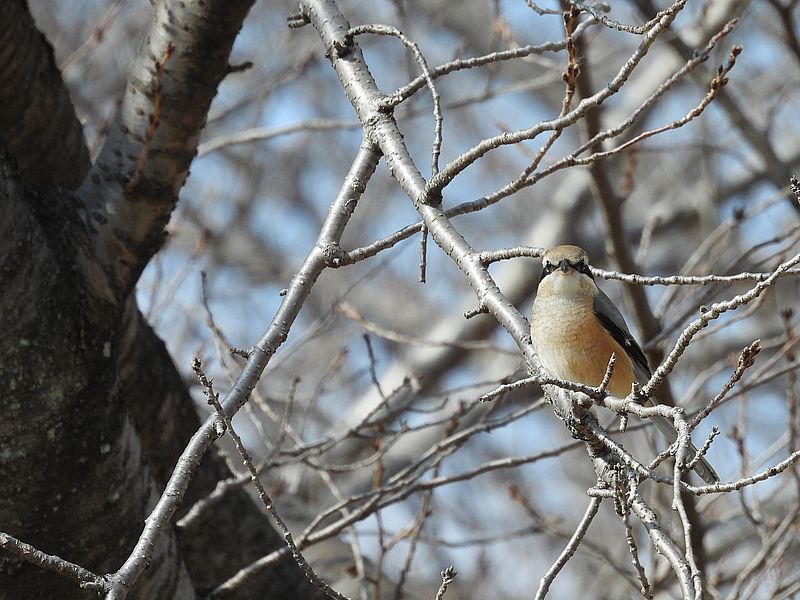 ラブリーソルジャーモズちゃん