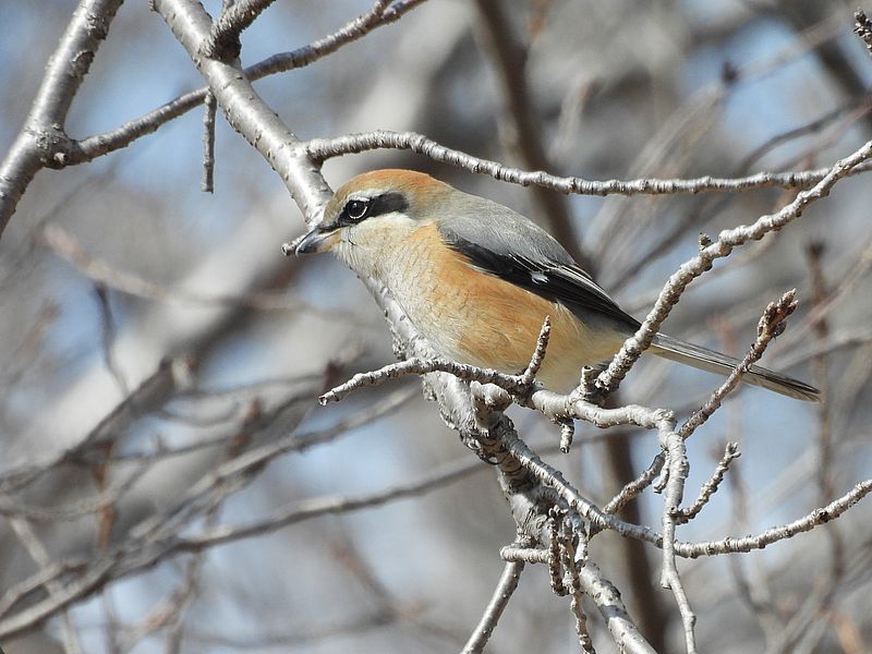 ラブリーソルジャーモズちゃん