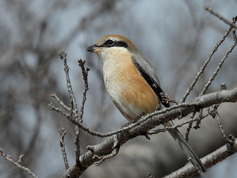 ラブリーソルジャーモズちゃん