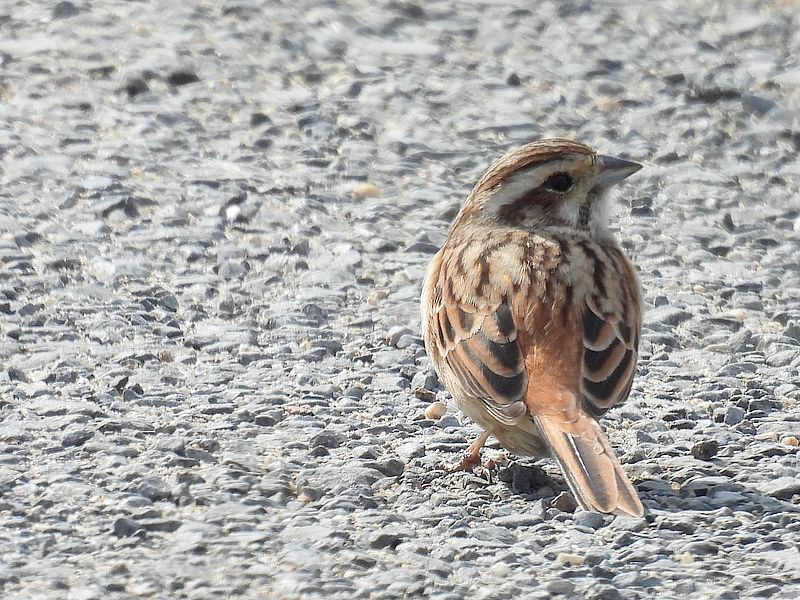 ホオジロ子ちゃん