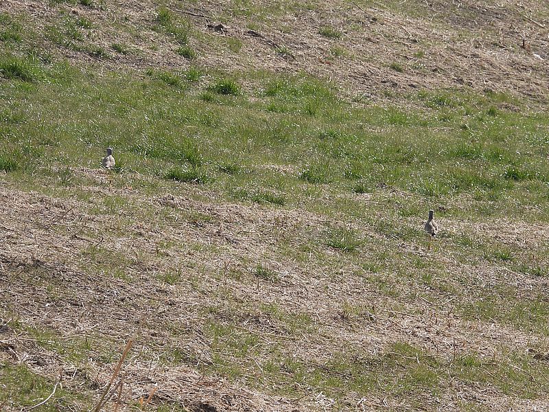 ケリちゃんご夫妻