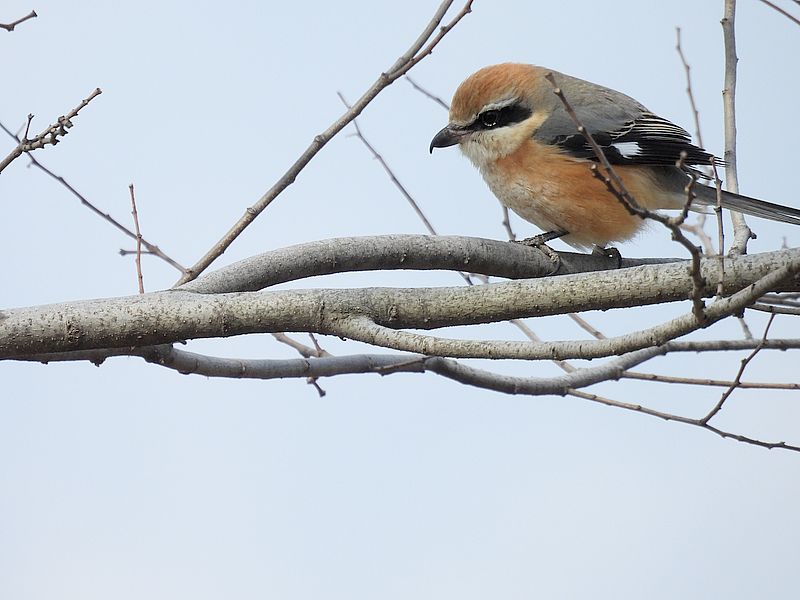 ラブリーソルジャーモズちゃん