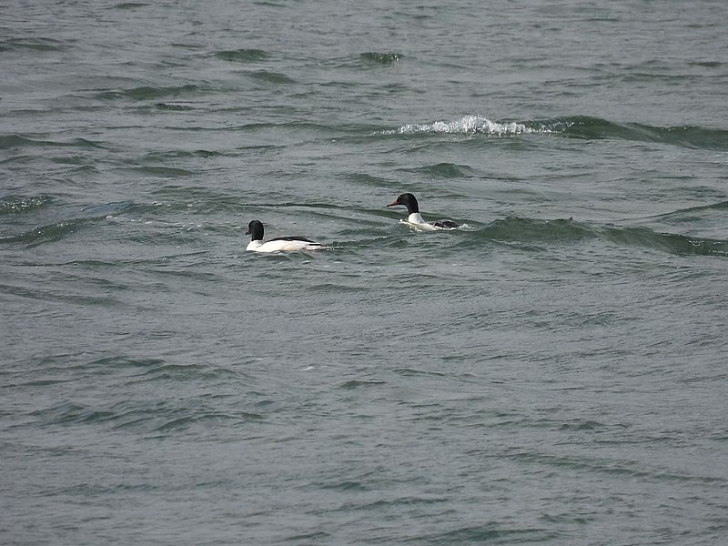 カワアイサちゃん