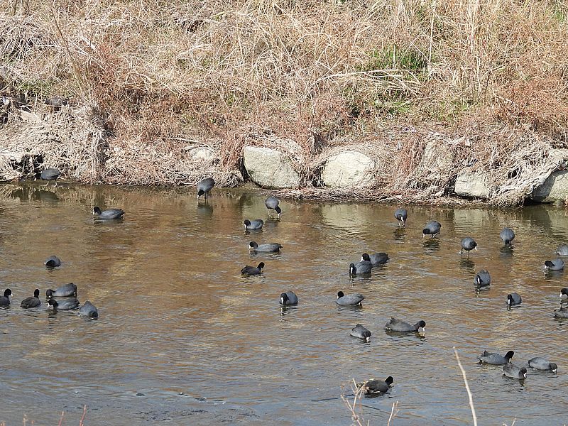 オオバンちゃん