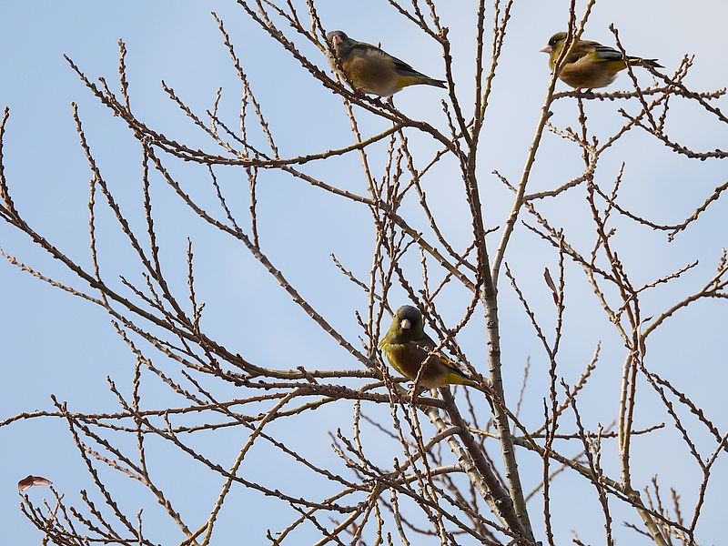 カワラヒワさん